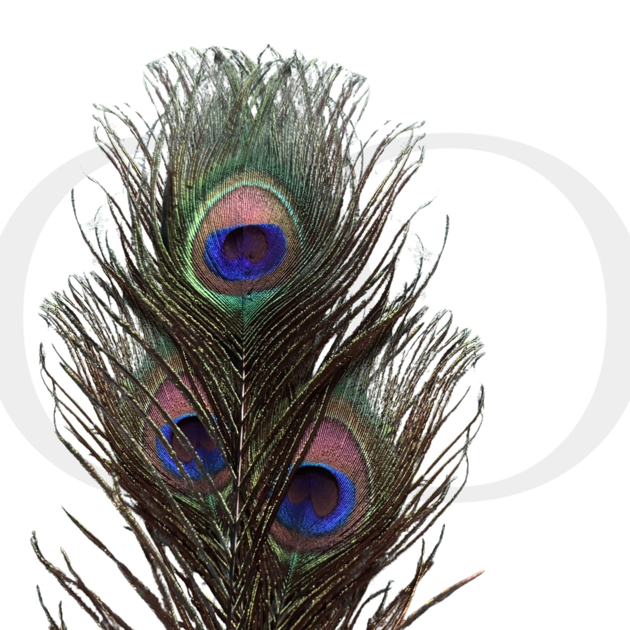 Luxury Peacock Feather Tickler with Gold Accent Handle, French-Inspired Sensory Tease Tool for Couples Sensation Play