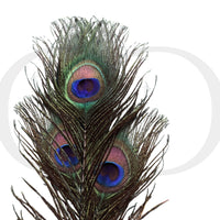 Thumbnail for Luxury Peacock Feather Tickler with Gold Accent Handle, French-Inspired Sensory Tease Tool for Couples Sensation Play