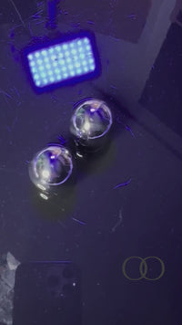 The Sacred Core Set of 2 Solid Stainless Steel Ben Wa Balls Kegel Tool (30mm)